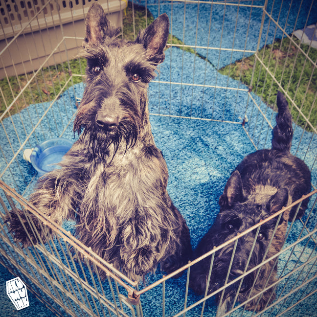 Scottish Terrier Meetup