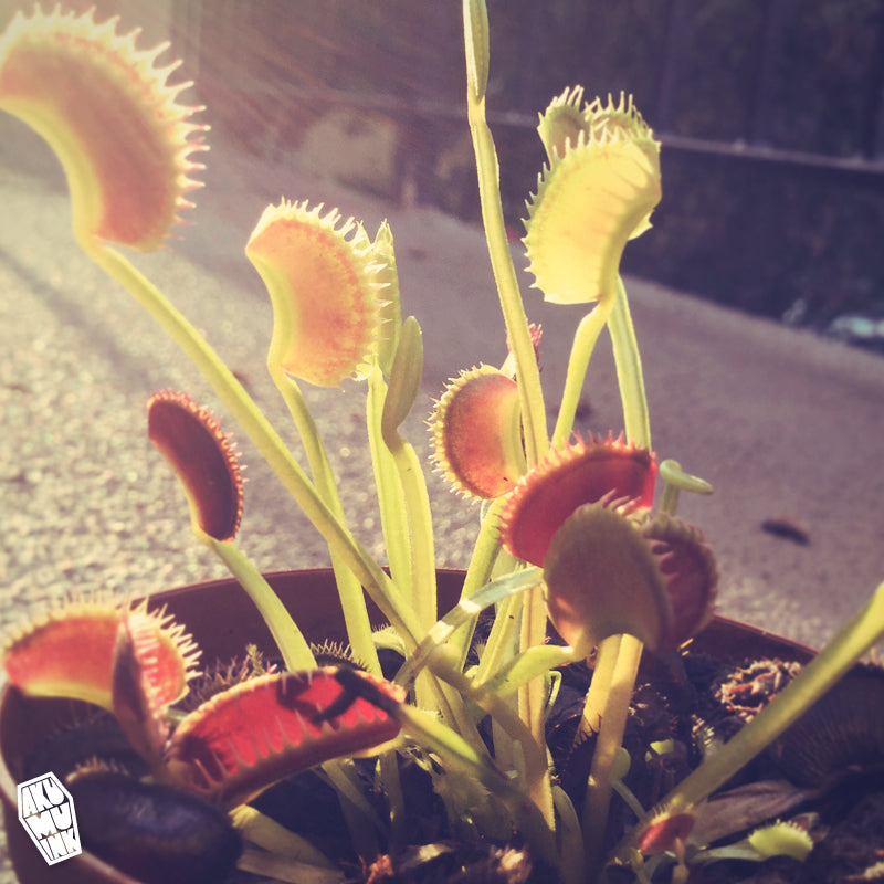 CARNIVOROUS PLANTS