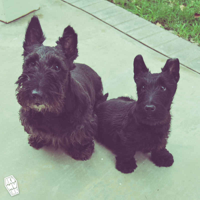 Two Scotties