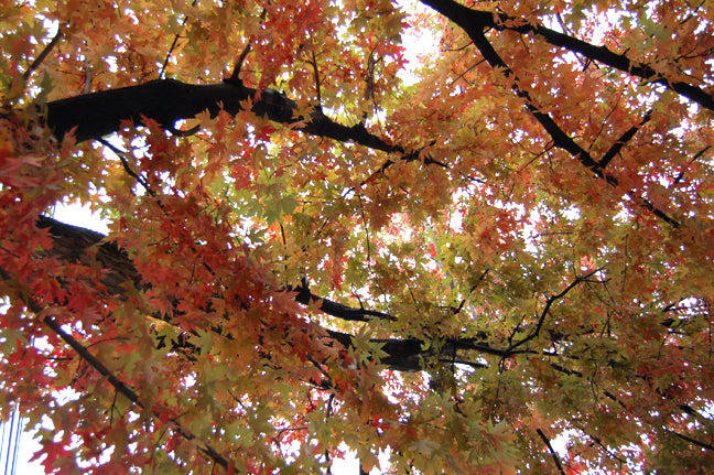 Fall